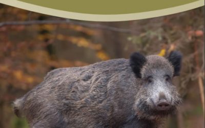 Información matanzas domiciliarias