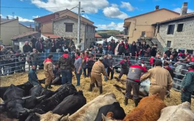 XI HERRADERO día multitudinario en Hoyos del Espino